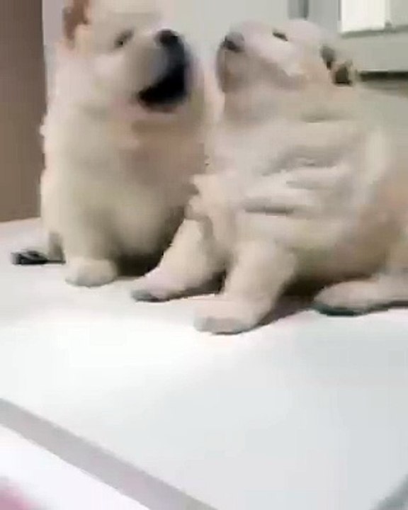 cute dog