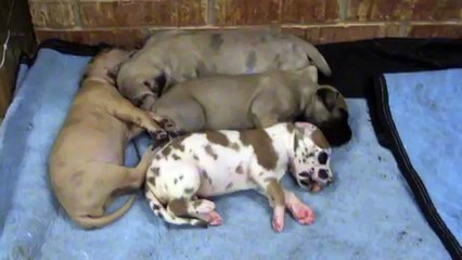 Ce chiot réconforte son frère qui fait un cauchemar, et c'est la chose la plus adorable au monde !