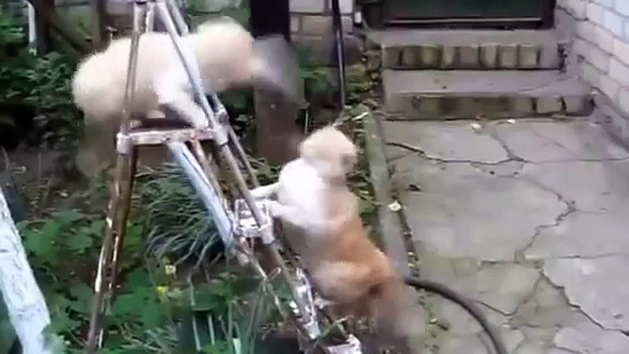 Funny cats videos Compilation  | Funny crazy Animals - Very Funny Video 2016