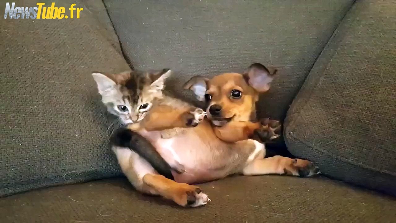 Le combat le plus mignon des petits bébés