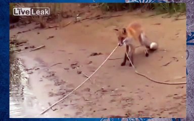 Приколы на рыбалке лиса ворует рыбу