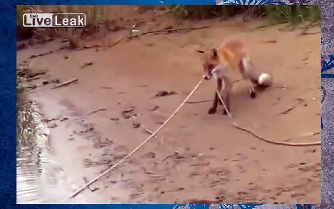 Приколы на рыбалке лиса ворует рыбу