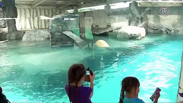 Российские белые медведи переехали в Бразилию (новости)