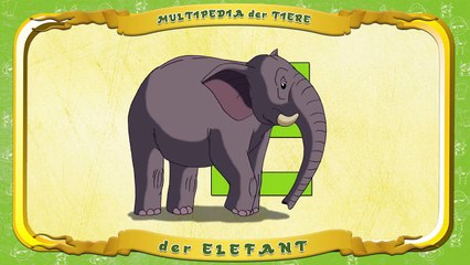 Multipedia der Tiere. Buchstabe K der Elefant