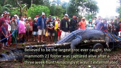 Mysteries Of The World - The 20 Largest Animals All Time [LATEST]