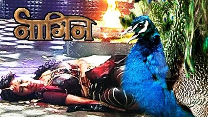 Ichaadari Morni To Kill Shesha | Naagin | 06 March 2016 Episode