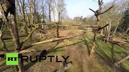Шимпанзе сбил беспилотник в нидерландском зоопарке