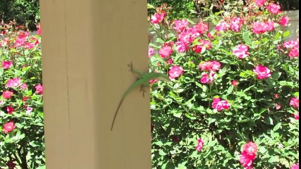 Ящерица-хамелеон надула красный зоб