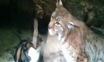 La rencontre improbable entre un chat et un lynx