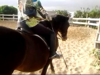 Doma clasica - caballo PRE