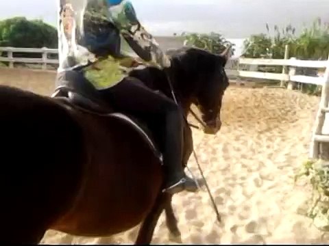 Doma clasica - caballo PRE