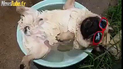 chien tranquille mode détente