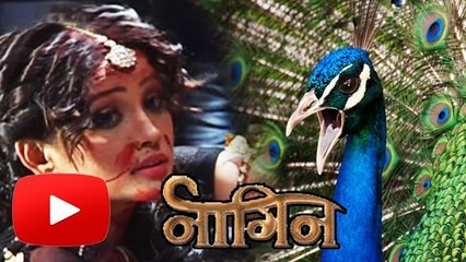 Ichaadari Morni To Kill Shesha | Naagin | 06 March Episode