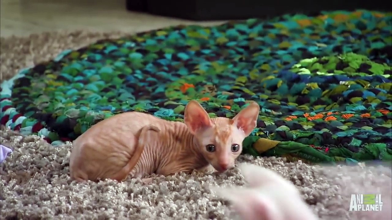 A New Furry Playmate  Too Cute!