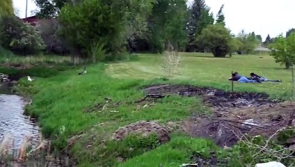 Why You Should Never Mess With Geese