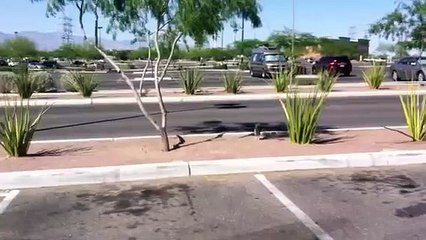 Road runner. Beep beep