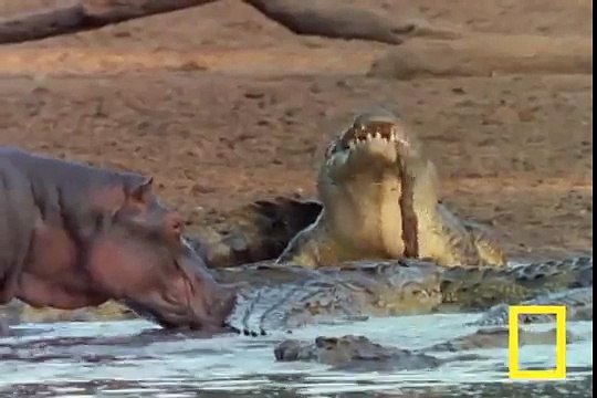 Grizzly Mother Bear Chases Down Elk - Most Shocking Kill YouTube