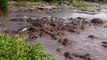 Hippos Destroys Crocodile Rare Footage - YouTube