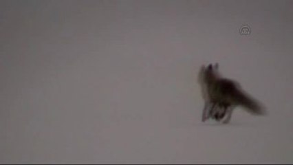 Aç Kalan Kurt ve Tilki Karayoluna İndi