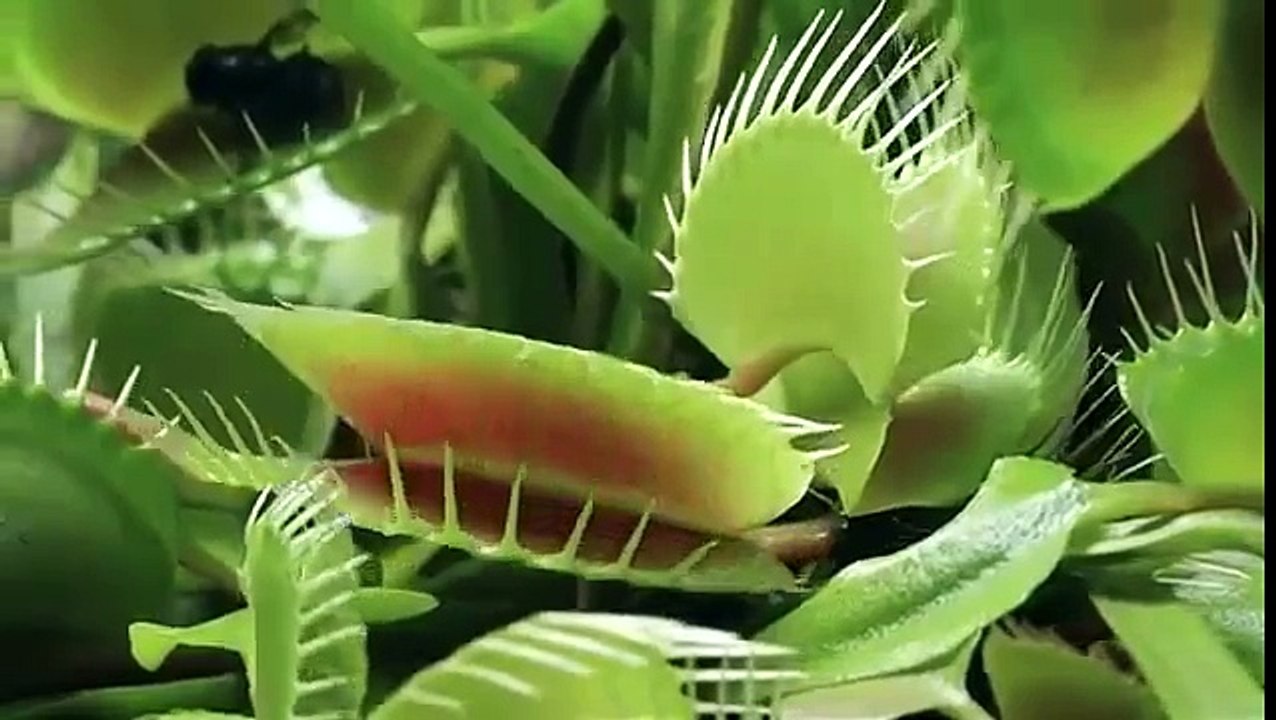 ( )