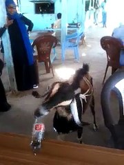 Goat Drinking Coke
