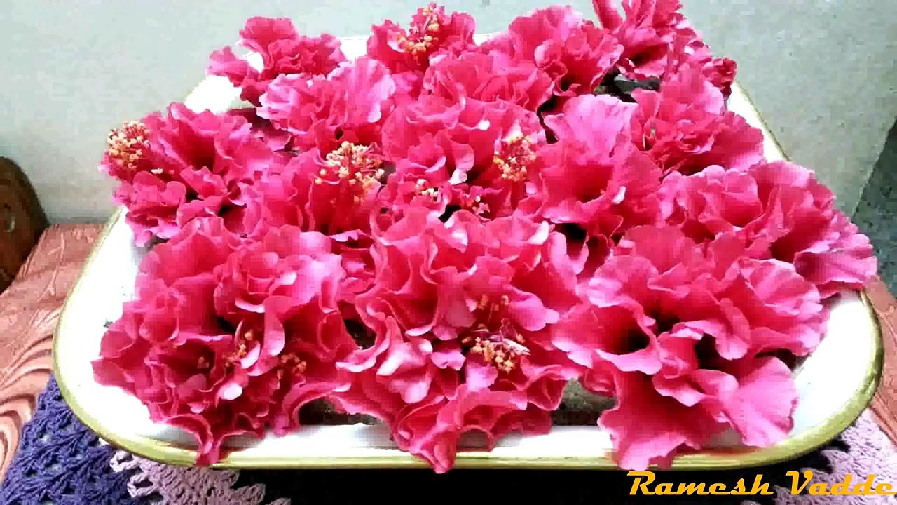 Hibiscus blooming (timelapse)