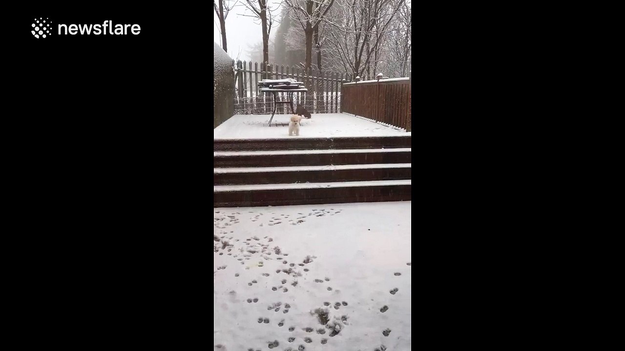 Poodles wake up to heavy snow near Manchester