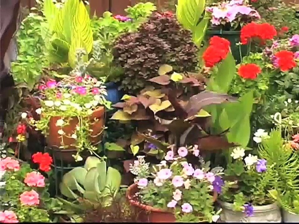 Proper Plant Spacing in Containers