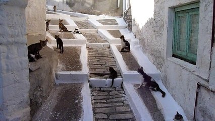 30 seconds Samos- the cats of Marathókampos