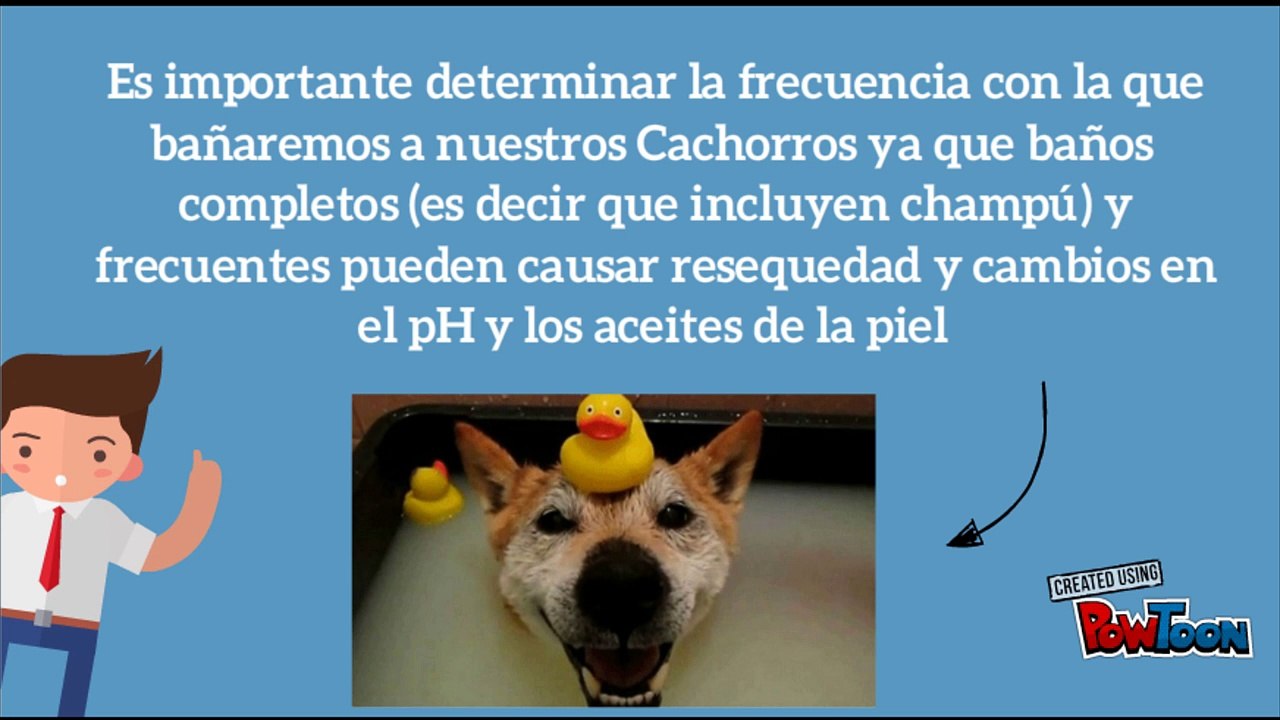 Cada cuanto se debe bañar un perro Aquí