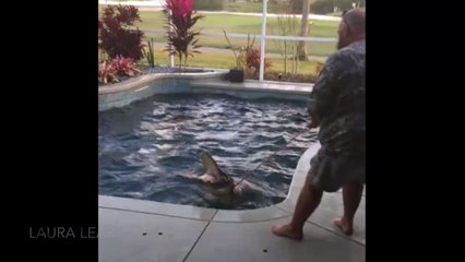 Cette famille découvre un crocodile énorme dans sa piscine