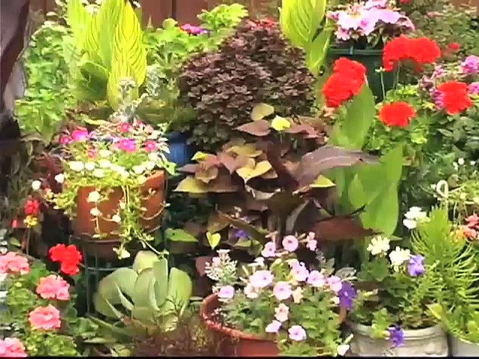 Using Tropical Vines in Containers