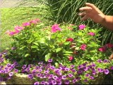 Watering and Caring for Container Gardens(1)
