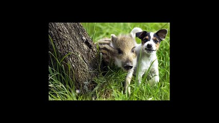 Bizarre Animals Cutest Friendship