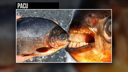 AMAZON RIVER MONSTERS
