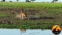 Lion Kills Crocodile and Then Doesn't Want to Share - Latest Wildlife Sightings - YouTube