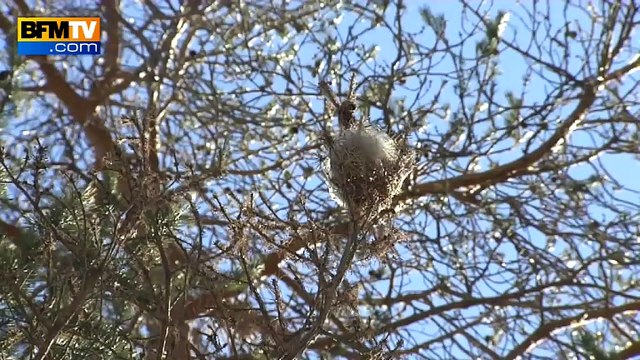 Avec la douceur, les chenilles processionnaires prolifèrent dans les Alpes-Maritimes