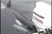 Luna, a wild orca boy, tries to communicate with humans by imitating their boat's motor! - YouTube