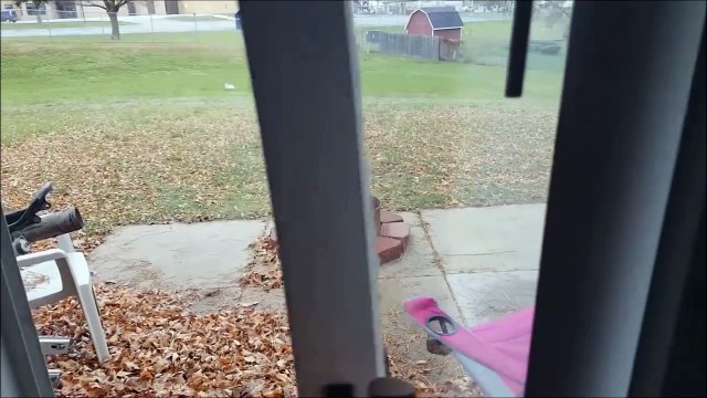 Un chat échappe à un chien avec un saut désespéré! Hilarant...