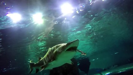 Shark swallows shark in Seoul aquarium