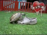 Terlik ile Farklı İlişkisi Olan Kaplumbağa