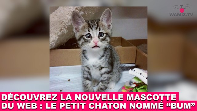 Découvrez la nouvelle mascotte du web : Le petit chaton nommé Bum ! Tout de suite dans la minute chat #148