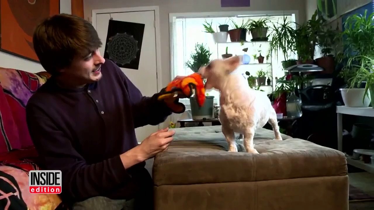 Une compilation montre les effets du cannabis sur les chiens