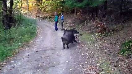 Wolf dog and boars - YouTube