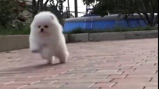 Chú cún con Puppy trắng chân ngắn cực đáng yêu