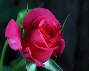 Как распускается роза. Безумно красиво