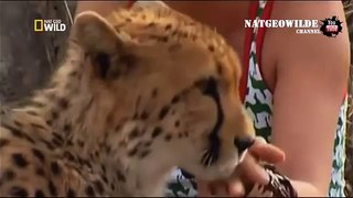 Cheetah attacked reporter. Cheetah attack the people! / Animal Attacks on Human - Nat Geo Wild ™