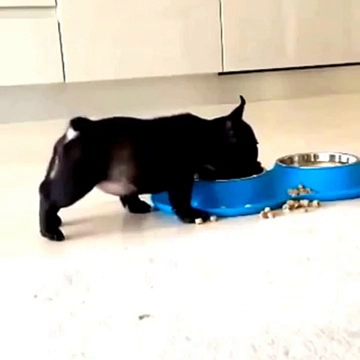 Anjing lucu kakinya ke atas saat makan bikin ngakak coy !!