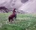 Amazing Video of Horse Fighting!! Most Dangerous Fighting