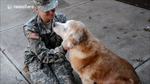 Dog reacts to soldier owner coming home for first time in three-and-a-half months